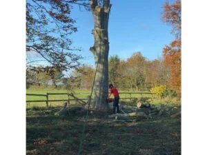 Devizes Tree Services Wiltshire Tree Surgery SN10