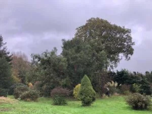 Eucalyptus tree reduction photo 3, completed, 31st October 2020